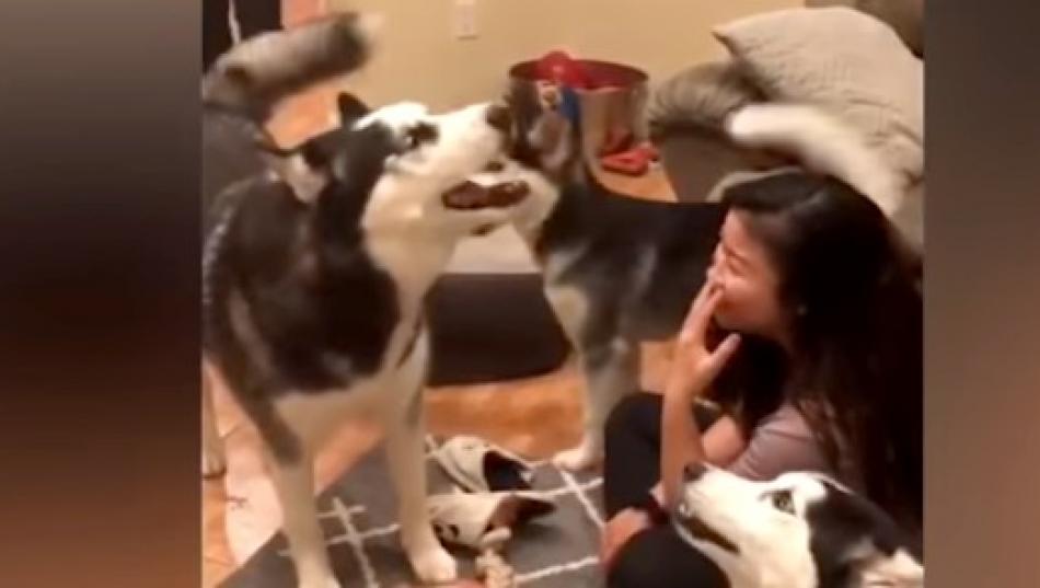 Animals In Predicaments: Funny Animal